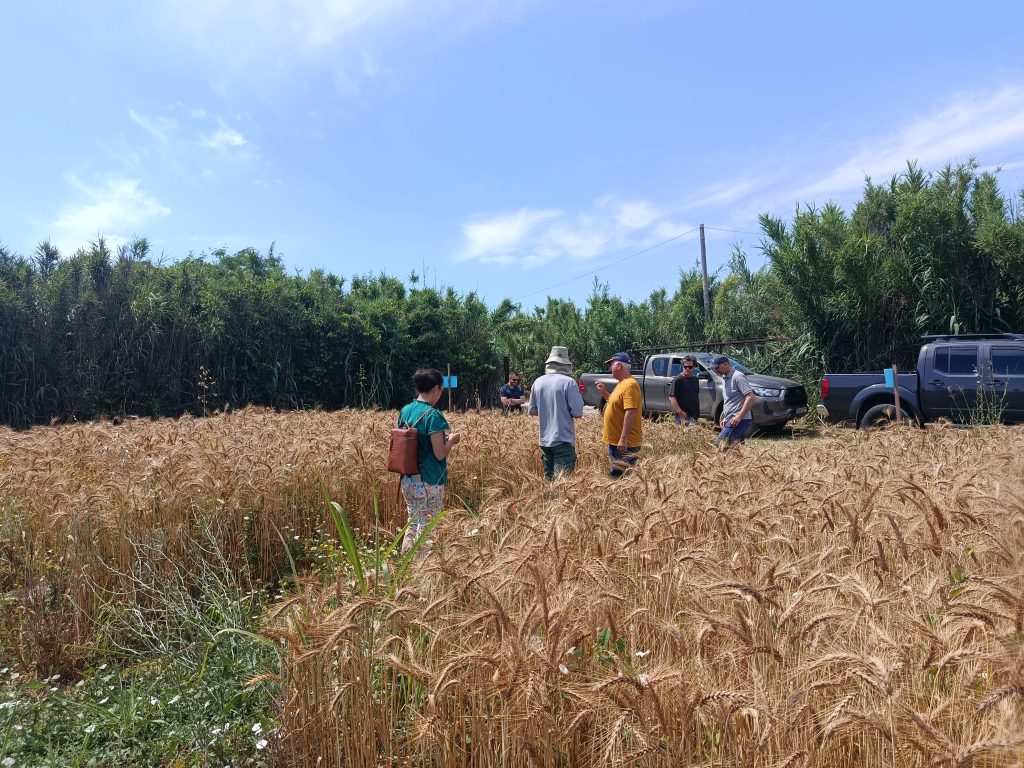 Open Field Day: Organic Wheat Varieties (Living Lab - LIVESEEDING) 6 IMG 20260610 111508